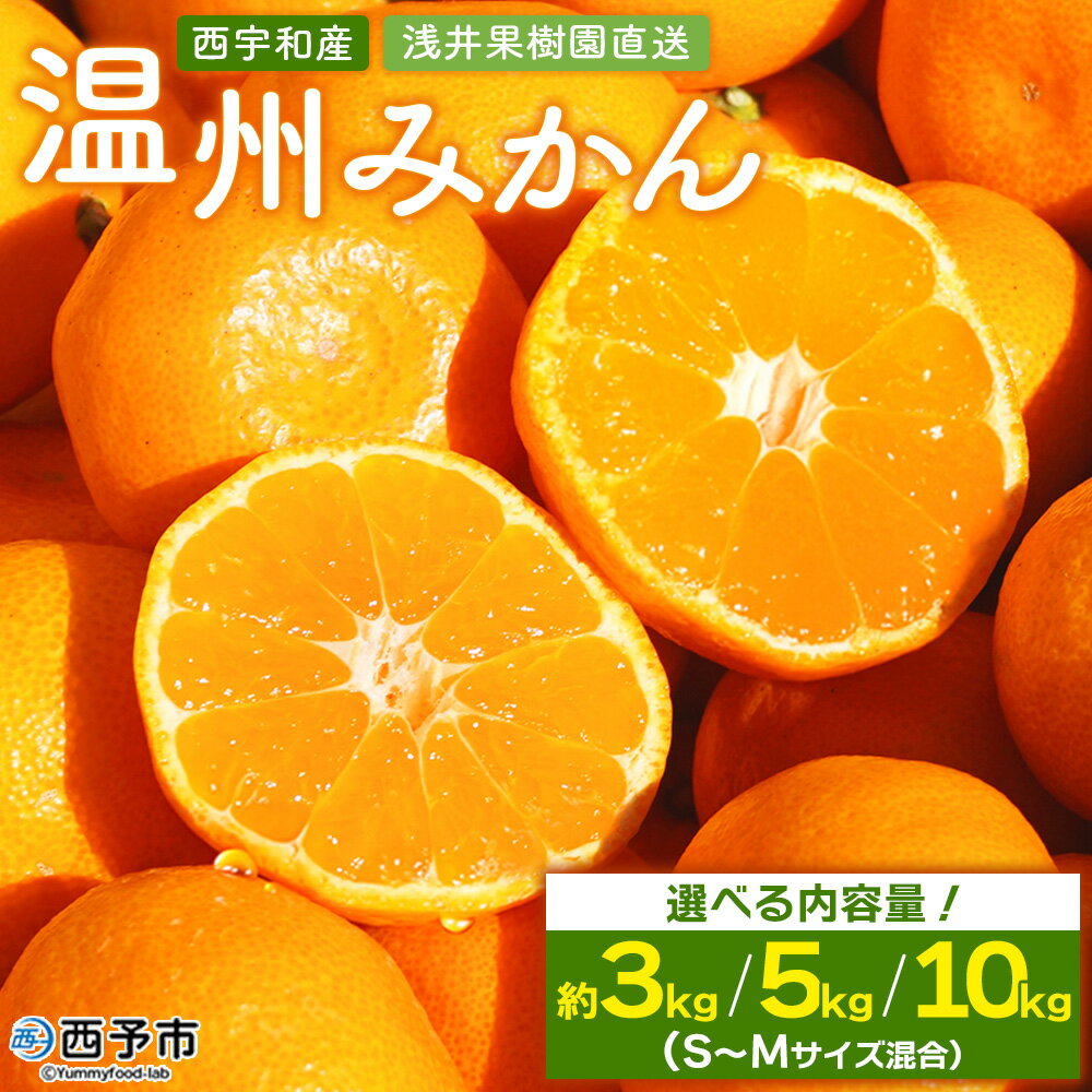 【ふるさと納税】先行予約 ＜浅井果樹園 温州みかん 約3/5/10kg（南柑20号）＞ 選べる 内容量 果物 柑橘 フルーツ ミカン 蜜柑 オレンジ うんしゅうみかん ウンシュウミカン 食べて応援 特産品 西宇和 愛媛県 西予市 【常温】『2025年12月中旬～12月下旬迄に順次出荷予定』