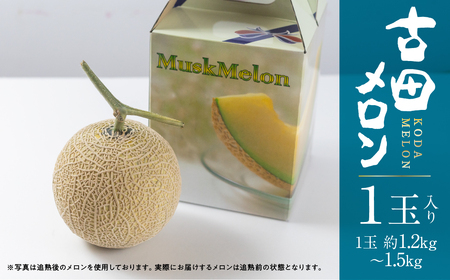 先行予約 渥美半島石井農園・純系 古田メロン1玉 【2024年7月発送】 石井農園 純系 箱詰め メロン フルーツ 果物 お取り寄せ 渥美半島 産地直送 幻 希少品 田原市 送料無料 10,000円