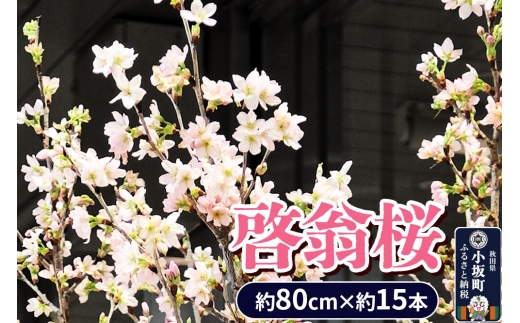 《予約受付》啓翁桜 約80cm×約15本 [さくら 桜 サクラ 花 桜のお花 フラワーギフト 花ギフト プレゼント モダン おしゃれ お正月飾り 正月桜 秋田県 小坂町 啓翁桜小坂会]