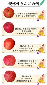 【2027年2月上旬発送】 りんご 約 2kg サンふじ 【規格外】 青森県産 りんご