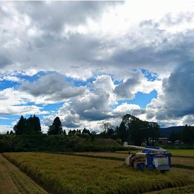 ふるさと納税 十日町市 【令和7年産】　魚沼産コシヒカリ5kg |  | 03