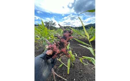 【先行予約】 希少品種 赤生姜 約1kg 【 ショウガ 産地直送 新鮮 料理 野菜 薬味 岩手県 陸前高田市 】2025年10月から発送予定 RT2726