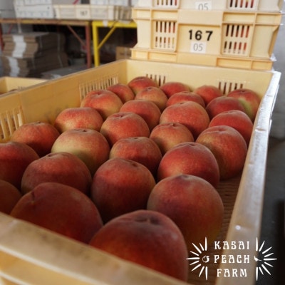 厳選朝採り桃 山梨の笠井桃園の桃 3kg【配送不可地域：離島】