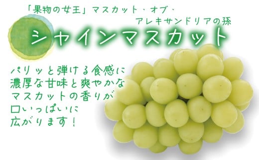 【2026年先行予約】花笑み農園の『シャインマスカット』700g以上（大１房）岡山 ぶどう シャインマスカット 真庭市 【hana080-01】