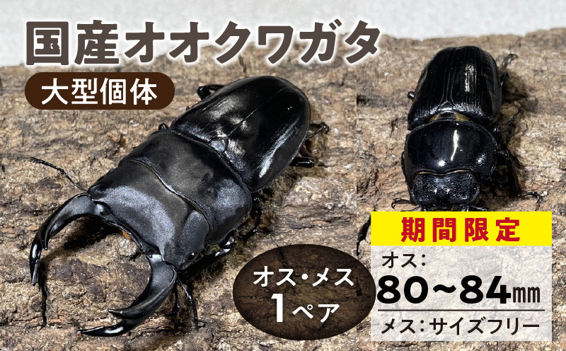 
            【国産オオクワガタ】大型個体 オス(80mm前半)・メス(サイズフリー) 1ペア_国産オオクワガタ 大型 個体 オス 80mm 前半 メス サイズフリー 1ペア クワガタ 各一匹 自由研究 自然 昆虫 成虫 生体 虫 飼育 ペット 夏休み 観察 自然 環境 学習 子供 孫 趣味 生物 生き物 福岡県 久留米市 送料無料_Pb007
          