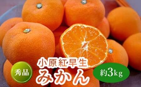 先行予約 小原紅早生みかん 約3kg みかん