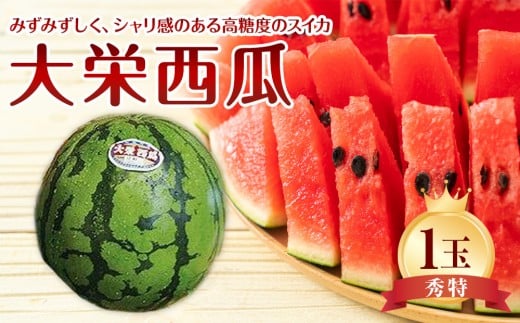 734.【先行予約】【ＪＡ】大栄西瓜 秀特×1玉　※着日指定不可　※離島への配送不可　※2026年6月中旬頃～7月中旬頃に順次発送予定【大栄西瓜 西瓜 すいか スイカ フルーツ 果物 鳥取県 北栄町 おすすめ 人気】