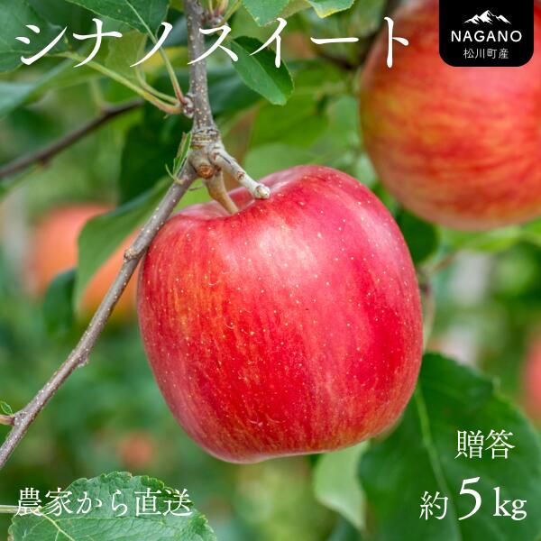 【ふるさと納税】りんご シナノスイート（中玉） 贈答 約5キロ／2025年10月中旬頃から発送予定 南信州 長野県 ギフト
