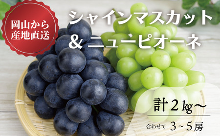 【きよとうファーム】シャインマスカット＆ニューピオーネ 3-5房/計2.0kg~ (岡山県産)【KF-B070-02】