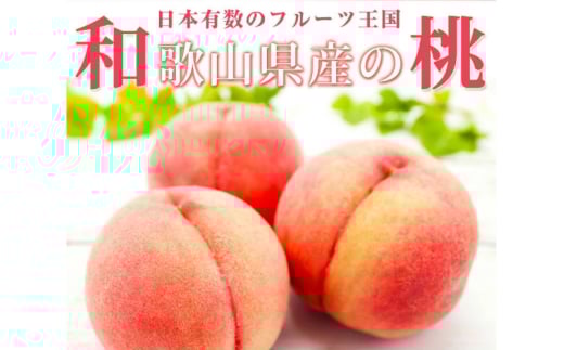 紀州和歌山産の桃 15玉 化粧箱入 【2026年6月下旬頃～2026年8月上旬頃に順次発送予定】【UT97】