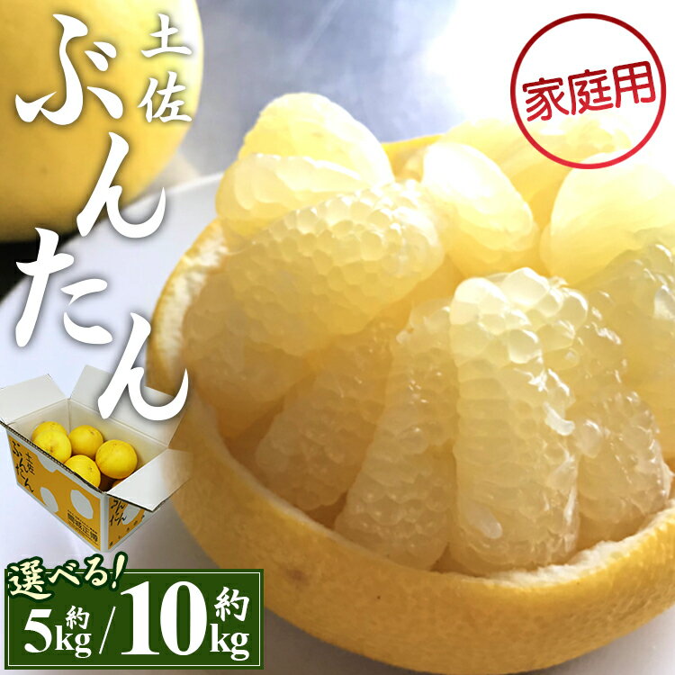 【ふるさと納税】【先行予約】訳あり 土佐文旦 (家庭用 2L〜4Lサイズ)（選べる：約5kg/約10kg）- 期間限定 果実 果物 フルーツ 柑橘 高知県産 ぶんたん ブンタン ざぼん ザボン 季節限定 デザート 傷 キズ お取り寄せ 産地直送 特産品 間城農園 高知県 香南市【常温】