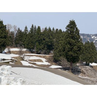 ふるさと納税 上越市 【発送月固定定期便】【先行予約】食味鑑定士厳選 上越産こしひかり[5kg]全3回 |  | 01