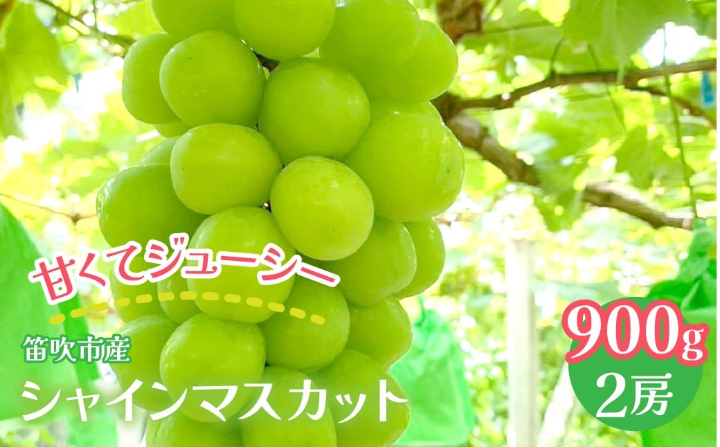 
            笛吹市産 シャインマスカット2房 900g(450g×2)　武川農園 241-011｜ふるさと納税 ぶどう シャインマスカット  笛吹市 国産 人気 期間限定 果物 フルーツ 旬 山梨県 送料無料
          