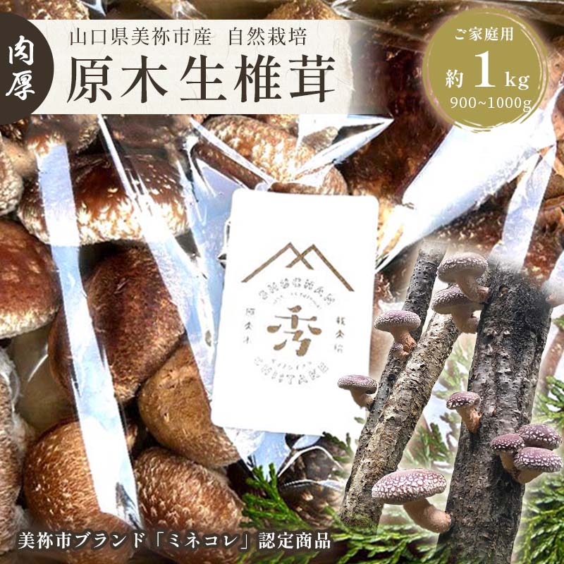 【ふるさと納税】 肉厚椎茸 原木 生 椎茸 ( 大きさ ・ 種類 いろいろ ) 約 900g 〜 1kg 先行予約 ＜2026年 3月以降発送予定 ＞ | しいたけ 椎茸 キノコ きのこ 家庭用 特産品 美祢市 美祢 山口県 肉厚 原木 濃厚 900g 1kg