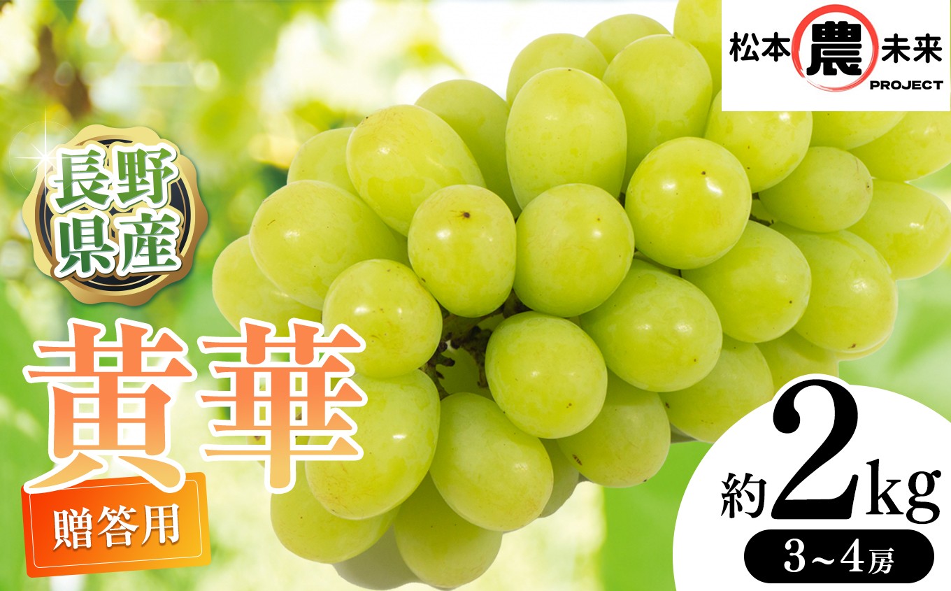 
            〔松本農未来project〕 松本市原産 種なしぶどう 贈答用 黄華(おうか) 約2kg (3房～4房)│信州松本 果物 ぶどう 黄華 シャインマスカット マスカット フルーツ ブドウ 長野県 松本市 贈答用 大粒 高級 高品質 甘い
          