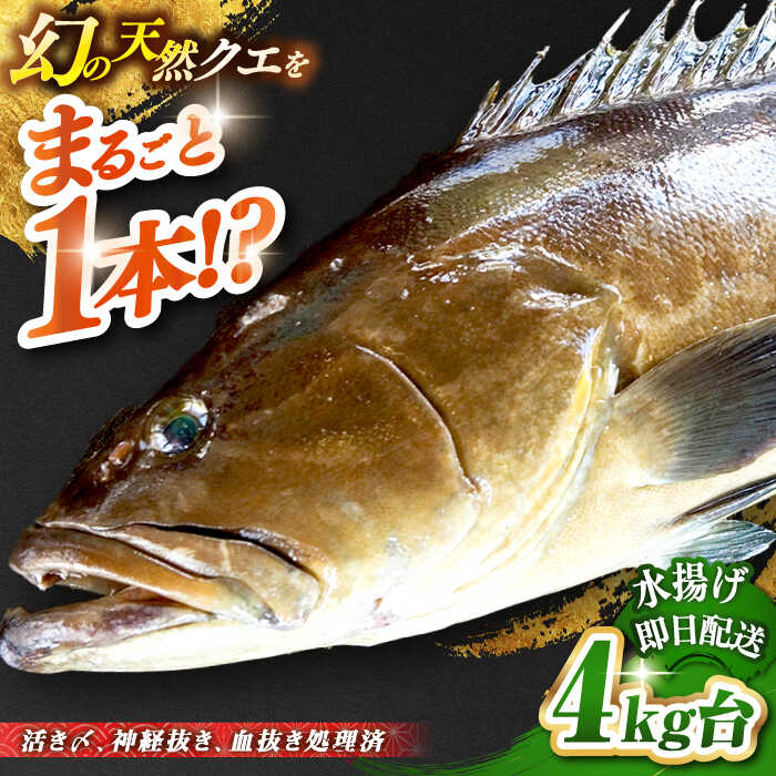 【ふるさと納税】天然クエ（4キロ台・丸もの） 《壱岐市》【壱岐島　玄海屋】[JBS042] クエ 魚 刺身 しゃぶしゃぶ 290000 290000円 29万円 のし プレゼント ギフト