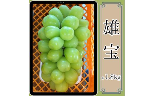 
            雄宝 約1.8kg 9月中旬より発送開始 長野県 信州 南信州 高森町 農家直送 果物 くだもの ぶどう 旬のぶどう
          