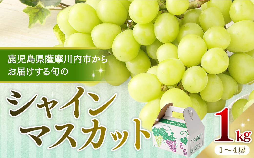 
            【先行予約】【数量限定】鹿児島県産シャインマスカット 1kg （1～4房） 〔7月下旬~8月上旬に発送〕 AS-479 
          