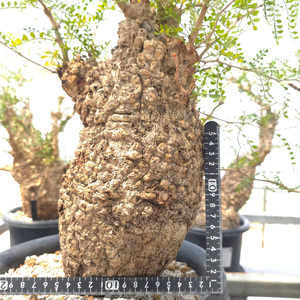 オペルクリカリア・パキプス「塊根植物の王様」(発根管理済) Z10｜観葉植物 コーデックス 盆栽 鉢植え インテリア ハコネコ [0596]