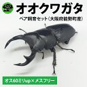 【ふるさと納税】【大阪府能勢町産ペア】【1セット限定】ペアオオクワガタ♂♀（オス60ミリup×メスフリー）ペア飼育セット【クワガタ クワガタムシ カブトムシ 昆虫 虫 国産 飼育 セット 夏休み 自由研究 鹿嶋市 茨城県】（KBY-6）