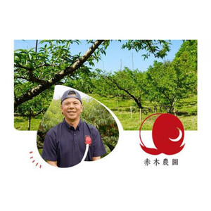 2026年 先行予約 ご家庭用 岡山の 白 桃 （早生、中生種）約1.3kg 4～6玉 ｜ 桃