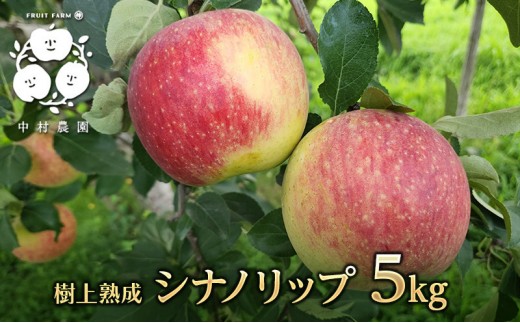 
                  【8月中旬発送 先行予約】樹上熟成　シナノリップ 5kg
                
