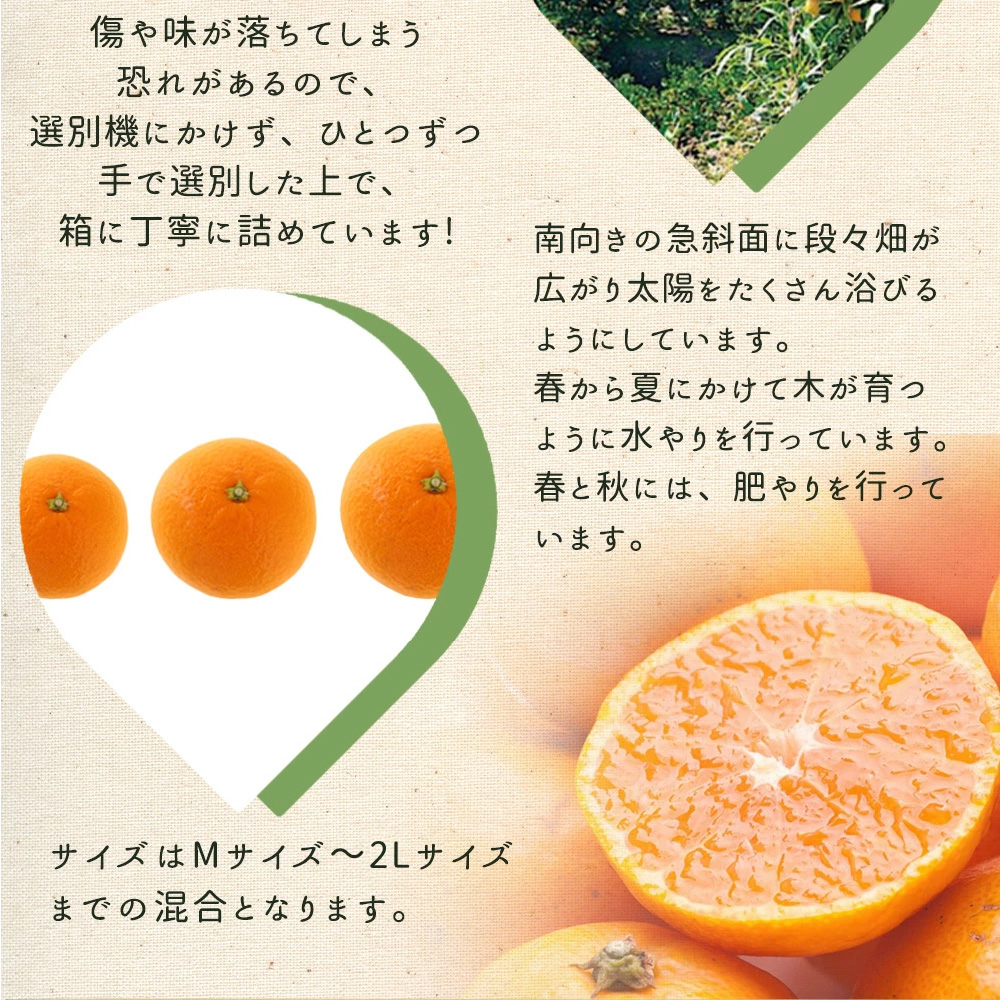 ZE6401n_【2026年先行予約】湯浅町産せとか11～15玉（M～2Lサイズ混合）化粧箱入り秀品【まごころ手選別】