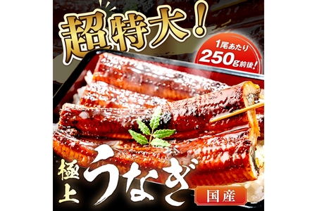 【定期便 隔月×3回】超特大！極上！国産うなぎ蒲焼 2尾 合計500g前後
