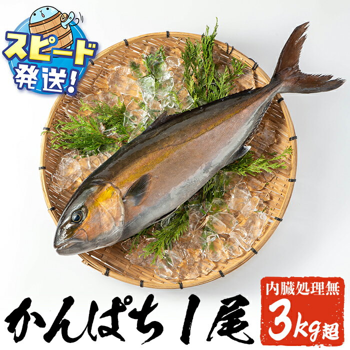 【ふるさと納税】＜すぐ届く！＞鹿児島県垂水市産カンパチ丸ごと 極上カンパチ (4kg保証) 1尾（内臓処理なし） 冷蔵 魚 魚介 海鮮 カンパチ かんぱち 勘八 1本 刺身 しゃぶしゃぶ あら煮 国産 鹿児島産 垂水【みなみ水産】D4-2602