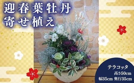 【先行予約】 花 花苗 寄せ植え 葉牡丹 お花 正月 飾り テラコッタ ガーデニング 冬 季節 ガーデン ガーデニング 庭 贈答 プレゼント ギフト 植物 2025年11月下旬より発送開始 オンライン決済限定