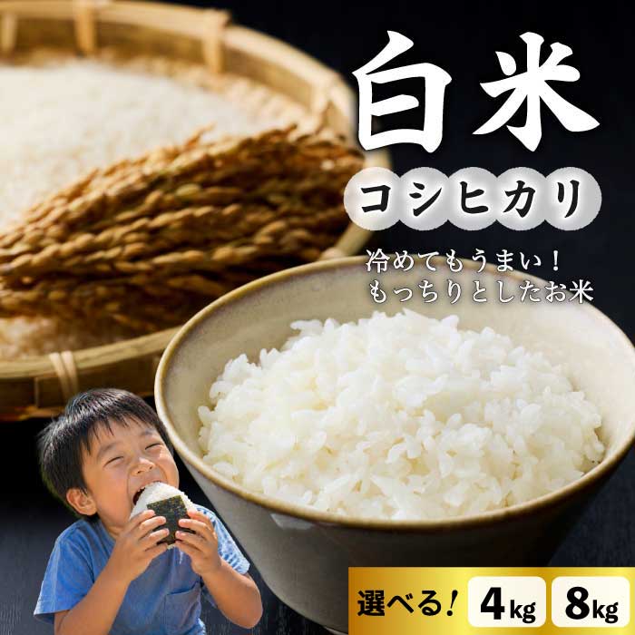 【ふるさと納税】白米【冷めても美味しいコシヒカリ】｜最短4〜7日程度でお届け　※着日指定不可【小田農園】