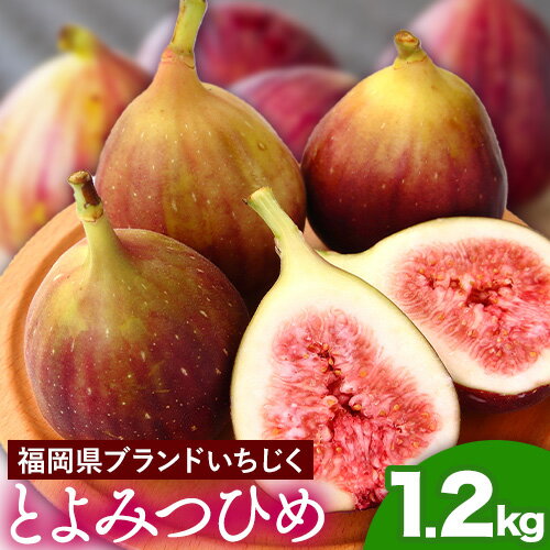【ふるさと納税】いちじく 福岡県産 ブランド いちじく とよみつひめ 約1.2kg (約300g×4パック) 【配送不可地域あり】【日付指定不可】 《8月中旬-9月末頃出荷(土日祝除く)》 福岡県 鞍手郡 小竹町 いちじく イチジク 果物 フルーツ 送料無料
