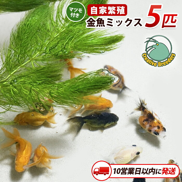 【ふるさと納税】【10営業日以内に発送】金魚ミックス5匹＋マツモ付き 金魚 生体 国産 飼育 ペット 生き物 魚 初心者 観賞魚 水槽 アクアリウム 癒し【アクアファームはくと】