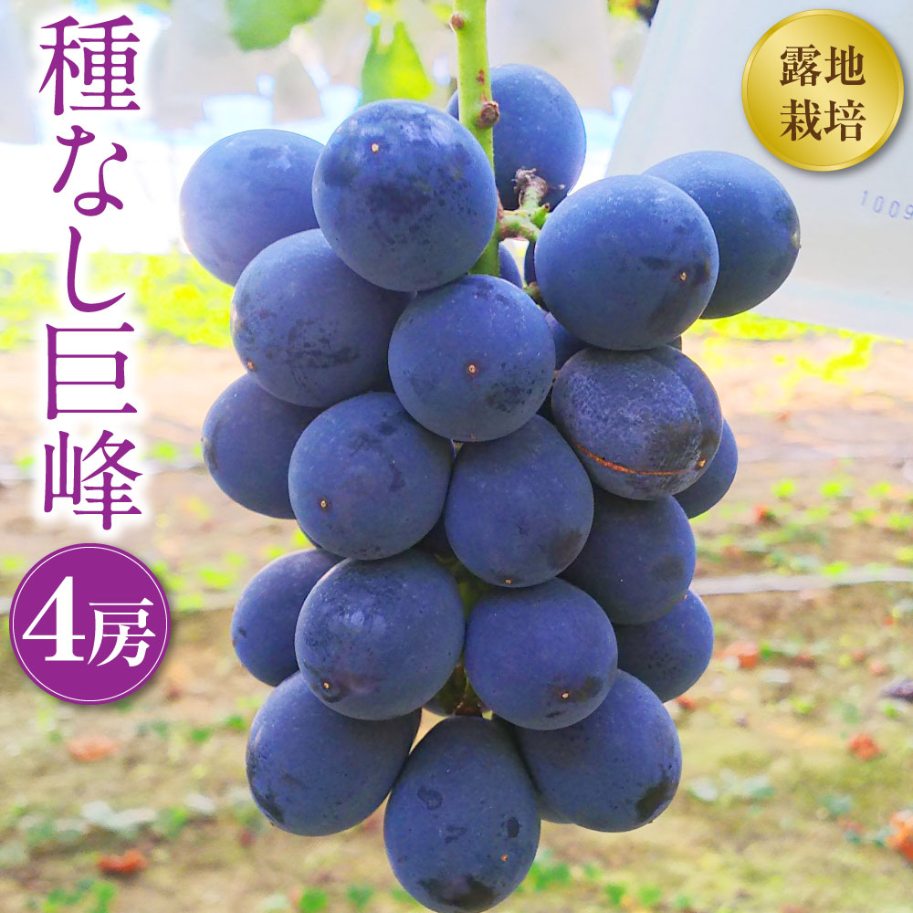 【ふるさと納税】幸田町産 露地栽培ぶどう 「種なし巨峰」 4房 巨峰 果物 フルーツ ぶどう ブドウ 種なし 露地栽培 冷蔵 送料無料 お取り寄せ ※8月中旬～9月下旬に順次発送予定 ※着日時指定不可 ※北海道・沖縄県・離島への配送不可