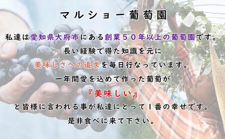 【2024年先行予約・数量限定】園主おまかせ特選ぶどう詰合せ 約２kg  (当園栽培16品種の中より厳選) ＜2024年8月中旬～発送＞ // ぶどう 特選ぶどう ぶどう先行予約 大府産ぶどう