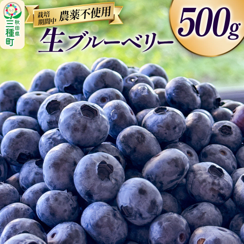 ブルーベリー 500g 秋田県山本郡三種町産 [鮮度抜群 生 ブルーベリー スイーツ ビタミン 食物繊維 ヨーグルト サラダ フルーツ 果物 国産]