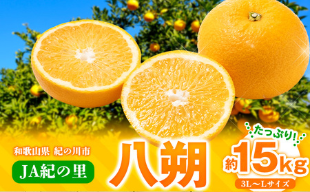 【先行予約】八朔 はっさく ネット入 約15kg 3L-Lサイズ JAわかやま 紀の里地域本部 《2026年1月上旬-3月末頃出荷》 和歌山県 紀の川市 果物 フルーツ 柑橘 はっさく