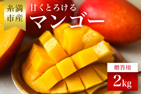 【 先行予約 2026年 発送 】 かねよしマンゴーの甘くとろける マンゴー 2kg ( 贈答用 ) 沖縄県産 アップルマンゴー アーウィンマンゴー 2キロ 国産 完熟マンゴー 果物 くだもの フルーツ 完熟 夏 旬 沖縄 産地直送 農家直送 ギフト 贈答品 糸満市