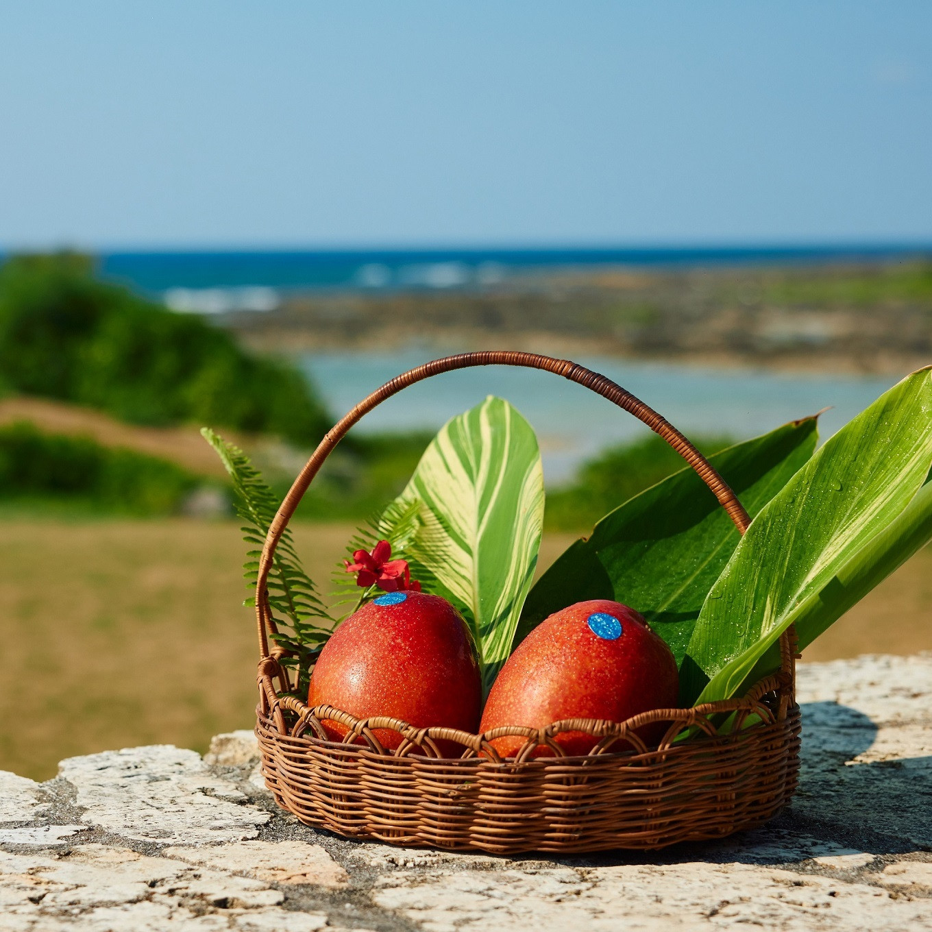 真っ赤に熟した完熟マンゴーを是非ご賞味ください！