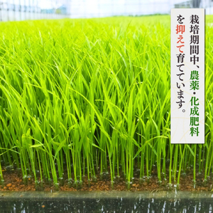 コシヒカリ 5kg 食べ比べセット＜白米5kg･玄米5キロ＞ 令和7年産 | コシヒカリ 新潟県 弥彦村 石井農園