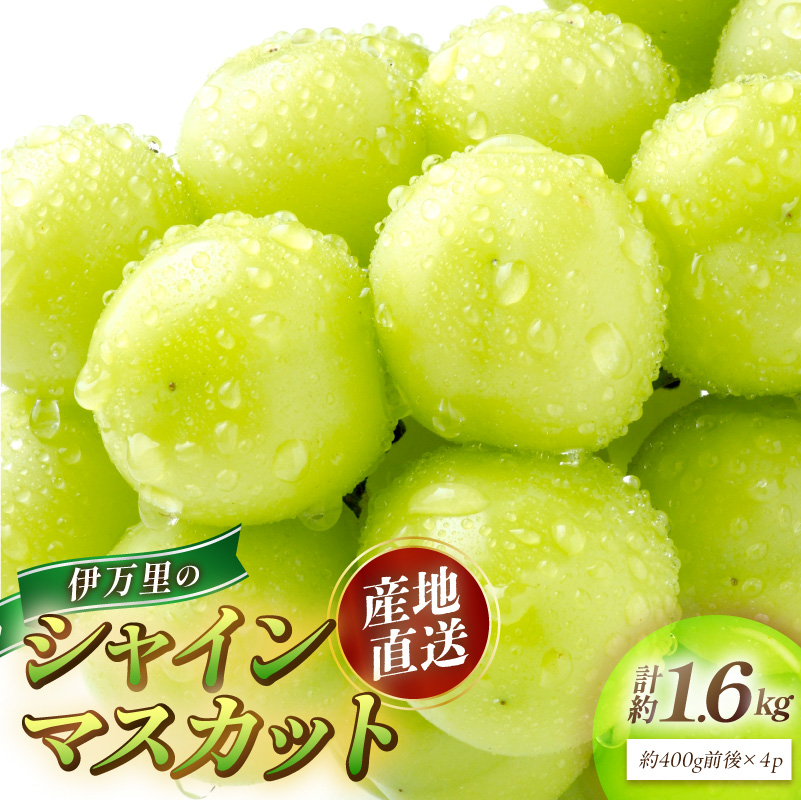 伊万里のシャインマスカット 1.6kg（400g×4P） 178-B1089