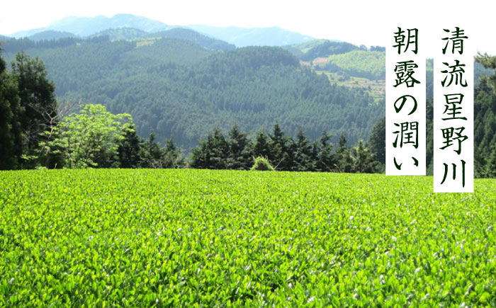 奥八女星野村 八女茶 深蒸し高級煎茶 (深蒸し茶) 100g×2袋 吉富町/株式会社ベネフィス [BGAF013]
