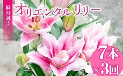 【ふるさと納税】 定期便3回 ユリ オリエンタルリリー 7本 花束 贈り物 ギフト プレゼント 誕生日 母の日 父の日 敬老の日 記念日 お祝い 結婚式 ウェディング ブーケ 優雅 エレガント つぼみ ピンク 白 高級 切り花 福田園芸 安芸市 高知県