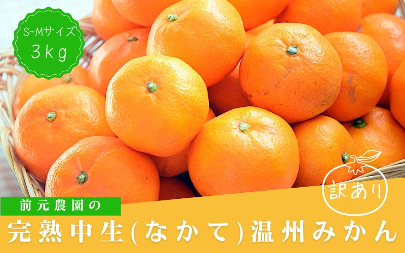 
訳あり S-Mサイズおまかせ 前元農園の完熟中生(なかて)温州みかん 3kg【1月初旬～下旬に順次発送】 / フルーツ 早生 興津 温州 みかん 蜜柑 三重県 高品質 みえ アルギット 訳あり
