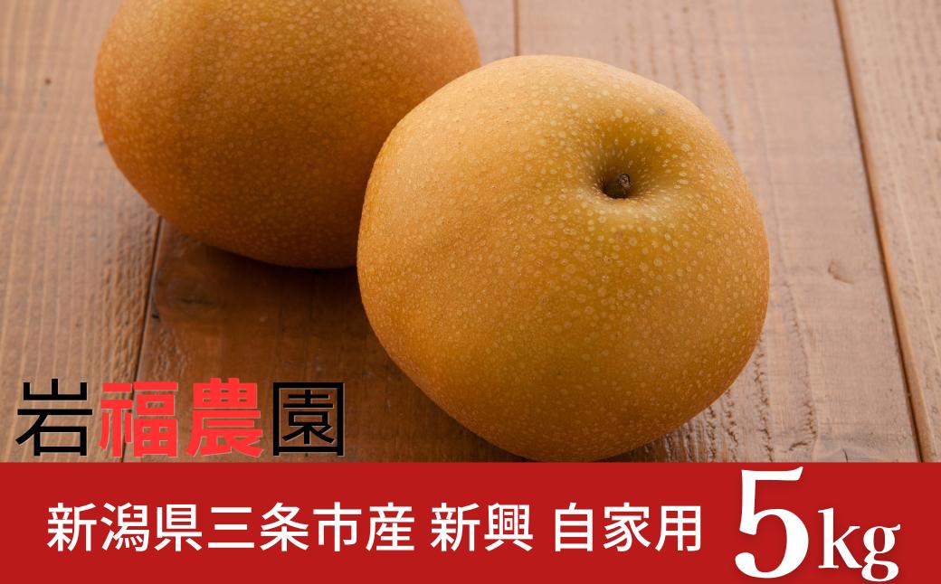 
                  先行予約 和梨 新興梨 自家用 5kg 新潟県産 訳アリ 梨 [岩福農園] 【010P065】
                
