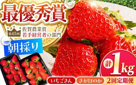 【先行予約】【全2回定期便】いちご食べ比べ計1kgさがほのかいちごさん【むらおか農園】HAF026 果物 フルーツ