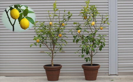 苗木 レモン 特大サイズ レモンの木 鉢植え ブラウン鉢 2個 植物 ガーデン ※配送不可:北海道、沖縄、離島 