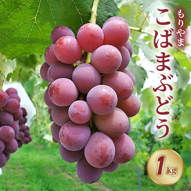 【ふるさと納税】もりやまこばまぶどう 1箱 約1kg 2房糖度17度以上 とっても甘い 竜宝 紅伊豆 ブラックオリンピア クイーンニーナ 品種 厳選 果物 フルーツ ブドウ 大きい粒 特産品 お取り寄せ お土産 贈り物 ギフト プレゼント 滋賀 守山市 送料無料