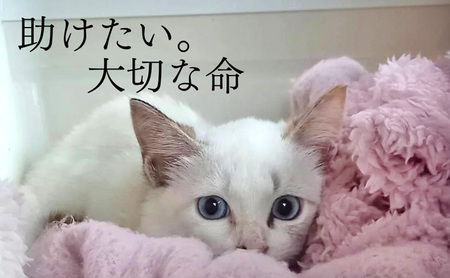 Tシャツ 猫の愛護活動を応援！白Tシャツ「パン捏ねデザイン」 Sサイズ