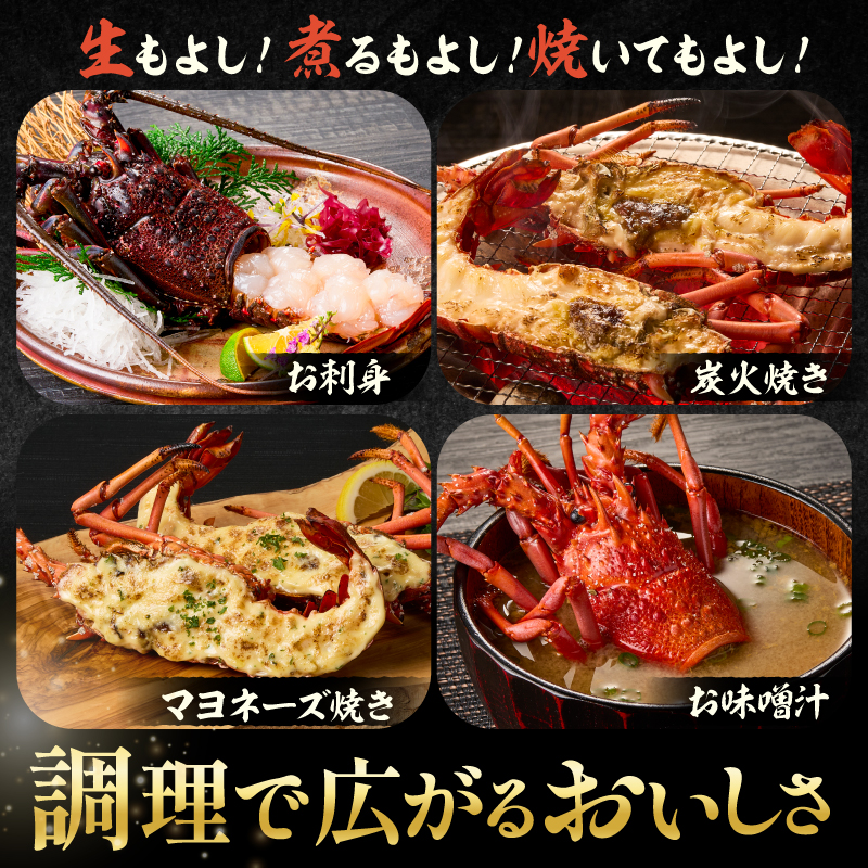 【天然】甘み凝縮！活〆冷凍伊勢海老900ｇ以上（300ｇ×3尾） mi0020-0003